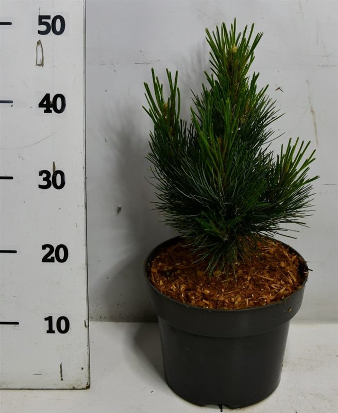 Pinus cembra 'Glauca' - C5 25-30 CM